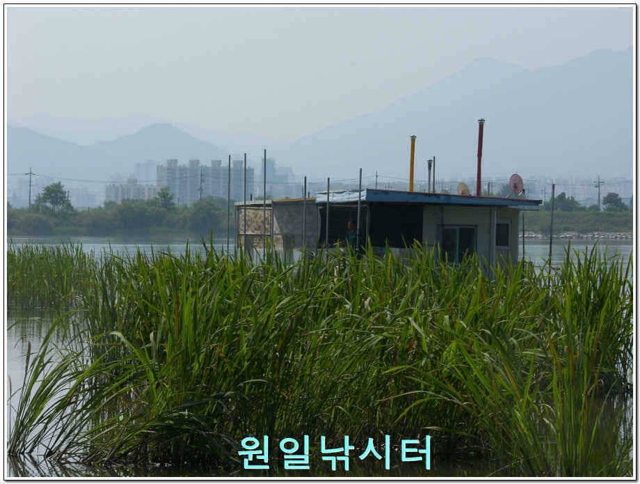 원일낚시터 조황정보 (유료터정보 - 유료터점주조황)