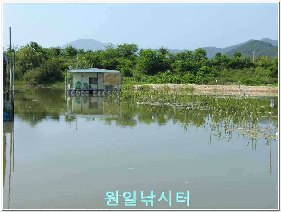 원일낚시터 조황정보 (유료터정보 - 유료터점주조황)