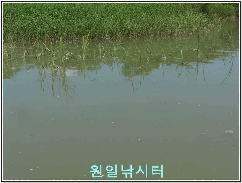 원일낚시터 조황정보 (유료터정보 - 유료터점주조황)