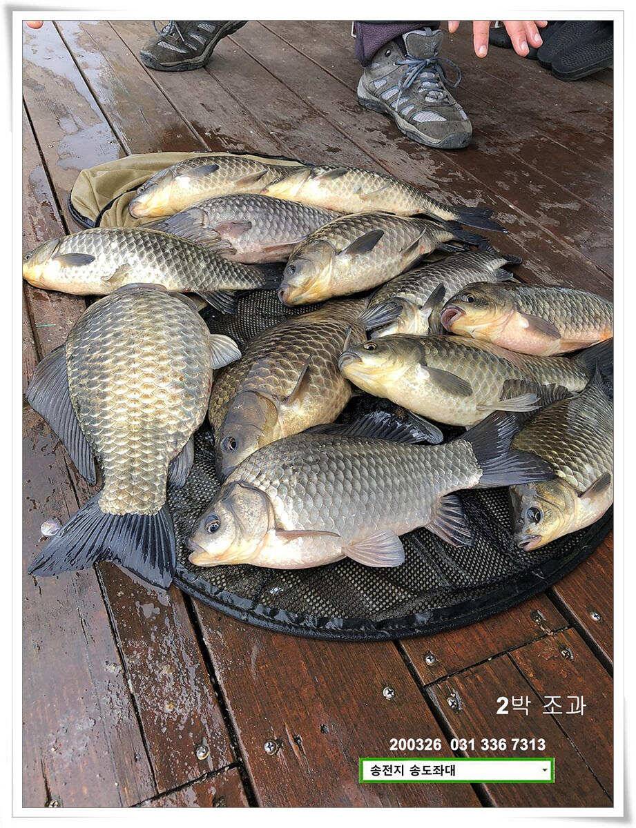 산란 송전지 송도좌대 조황 (유료터정보 - 유료터점주조황)