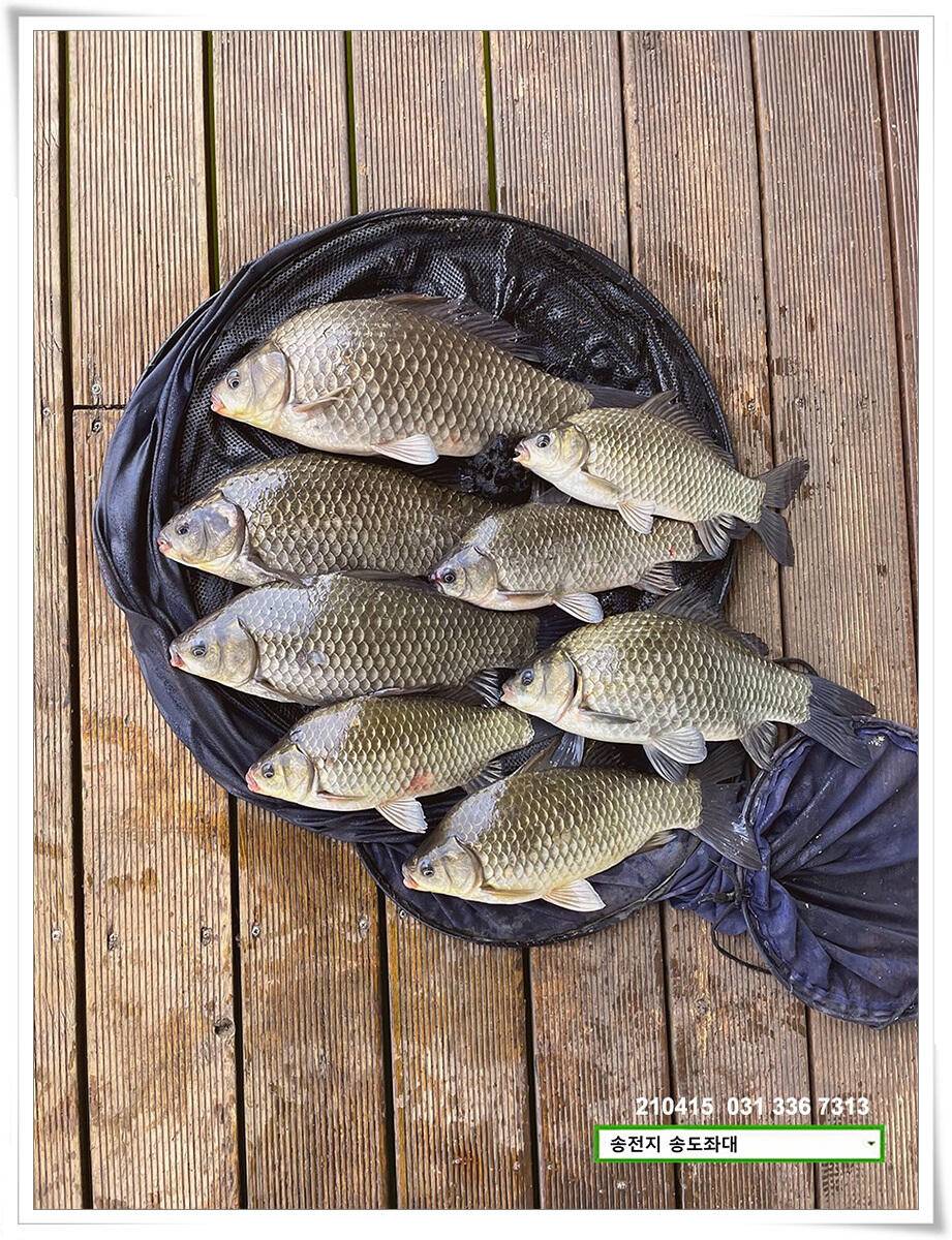 4짜와 허리급송전지 송도집 좌대 조황 (유료터정보 - 유료터점주조황)