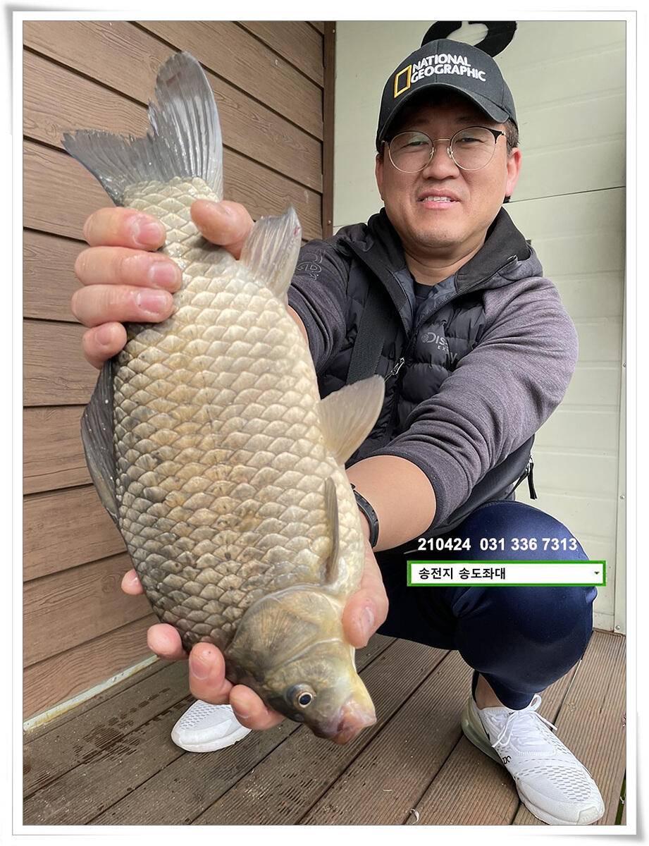 4짜 떡붕어 허리급 마릿수송전지 송도집 좌대 조황 (유료터정보 - 유료터점주조황)