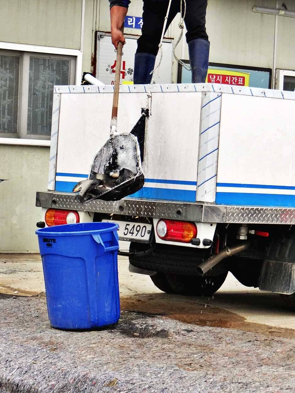 경기도 포천 쌍방죽낚시터 주말 소식 (유료터정보 - 유료터점주조황)