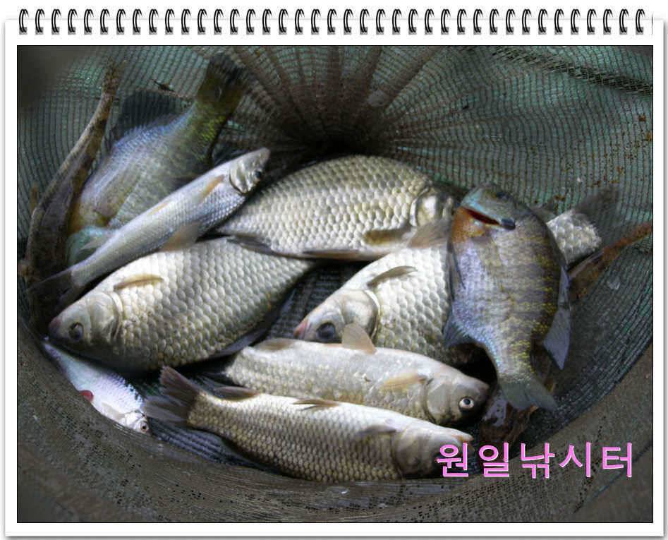 가을낚시의 시작입니다 (유료터정보 - 유료터점주조황)