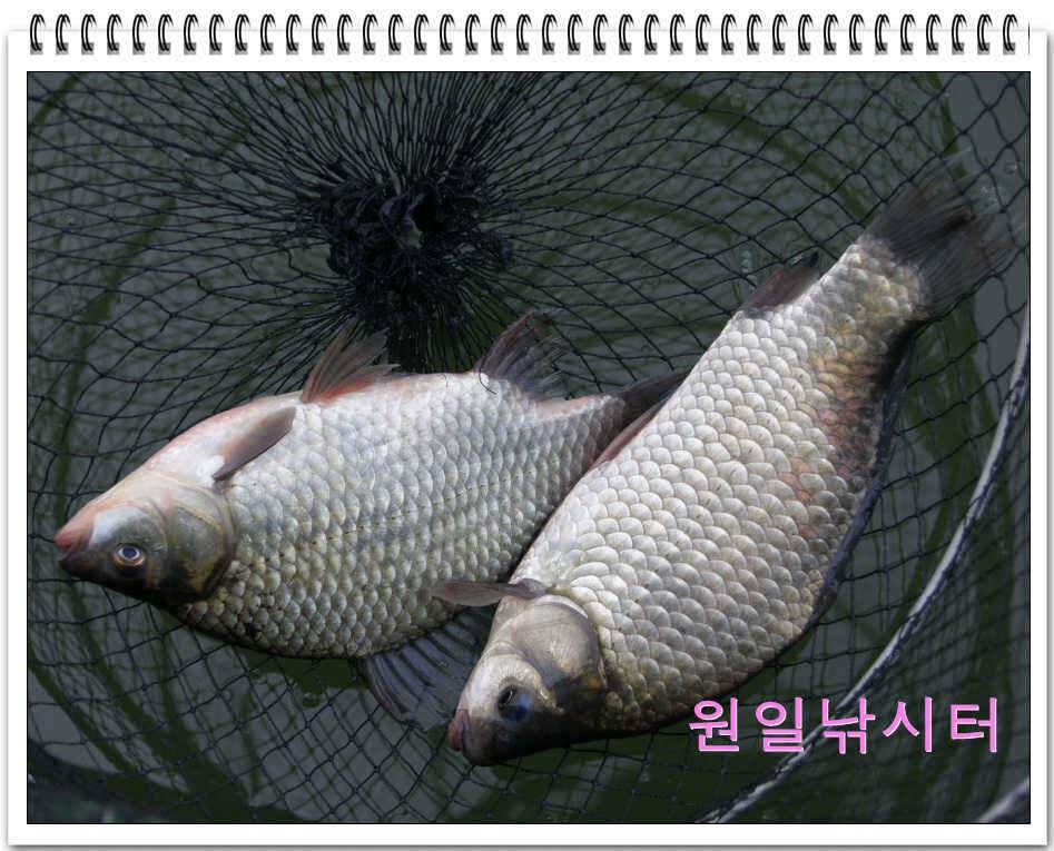 가을낚시의 시작입니다 (유료터정보 - 유료터점주조황)