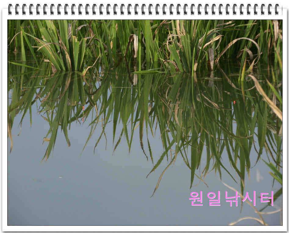 가을낚시의 시작입니다 (유료터정보 - 유료터점주조황)