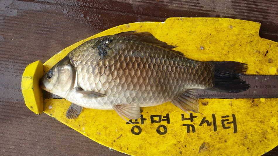 월척34cm325cm32cm305cm (유료터정보 - 유료터점주조황)
