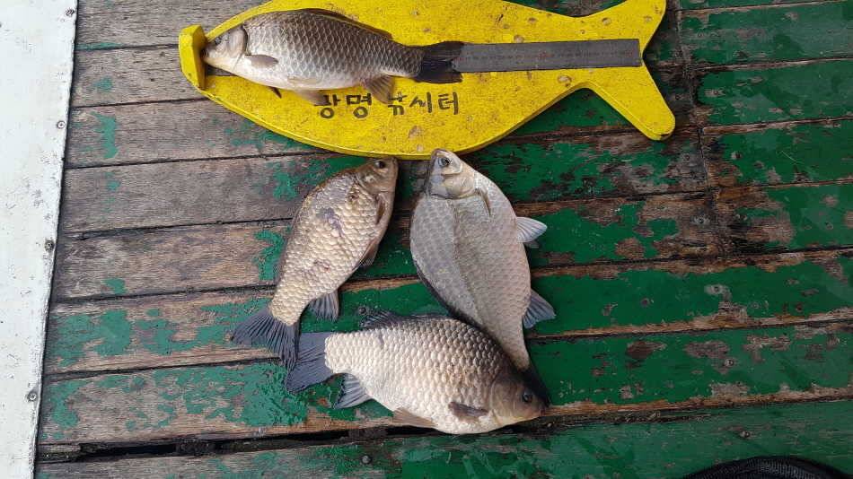 월척34cm325cm32cm305cm (유료터정보 - 유료터점주조황)