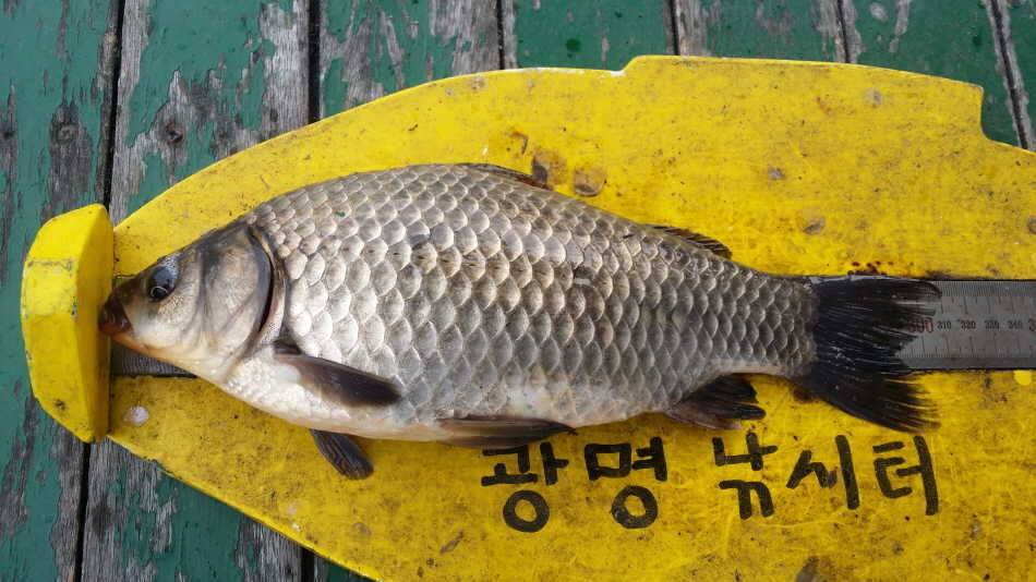 오늘의 조황 (유료터정보 - 유료터점주조황)
