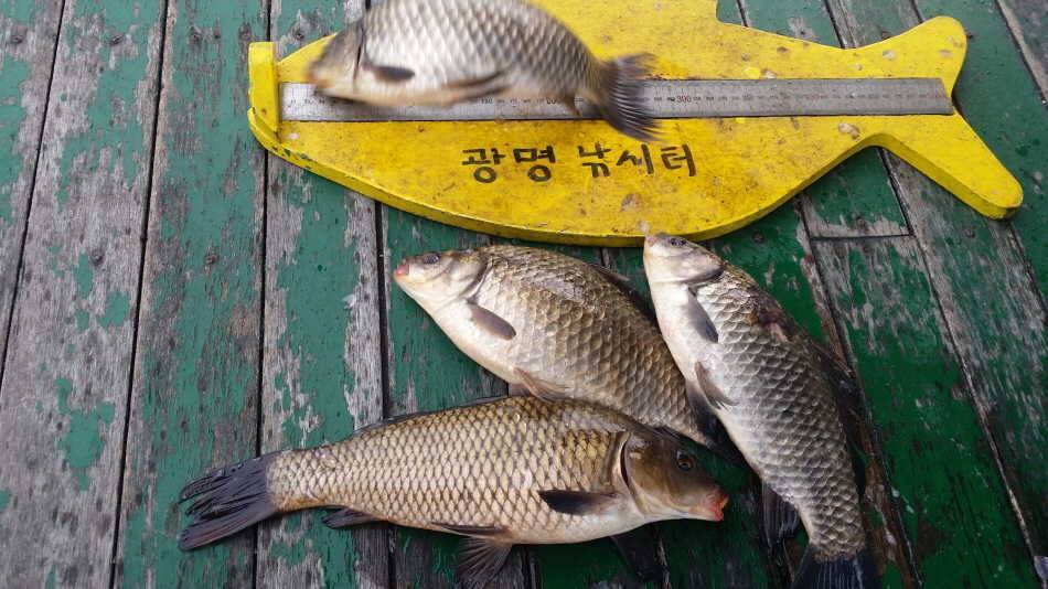 오늘의 조황 (유료터정보 - 유료터점주조황)