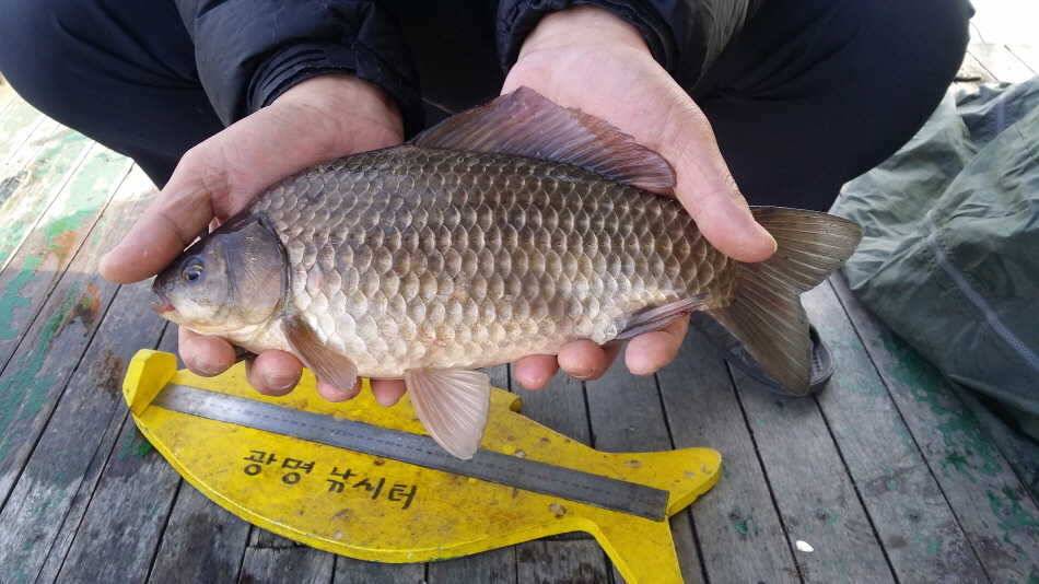 월척335cm325cm (유료터정보 - 유료터점주조황)