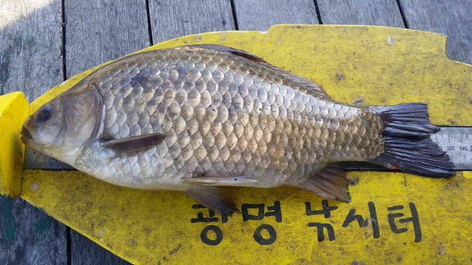 봄 날은간다 (유료터정보 - 유료터점주조황)