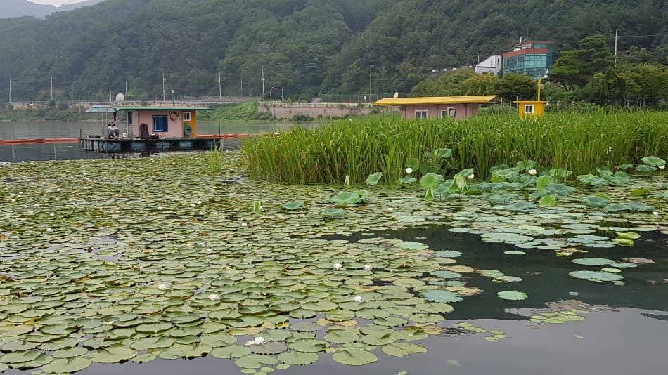 붕어 (유료터정보 - 유료터점주조황)