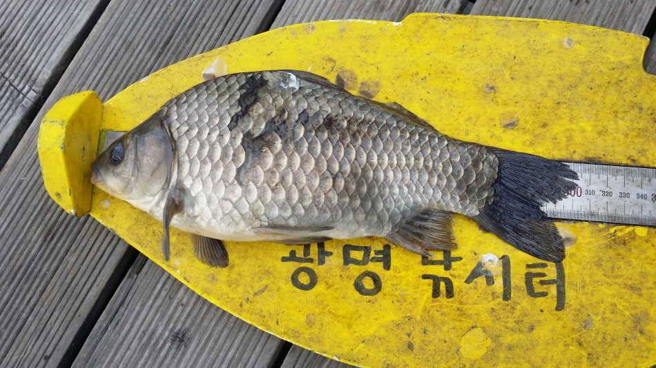 월척34cm305cm305cm (유료터정보 - 유료터점주조황)