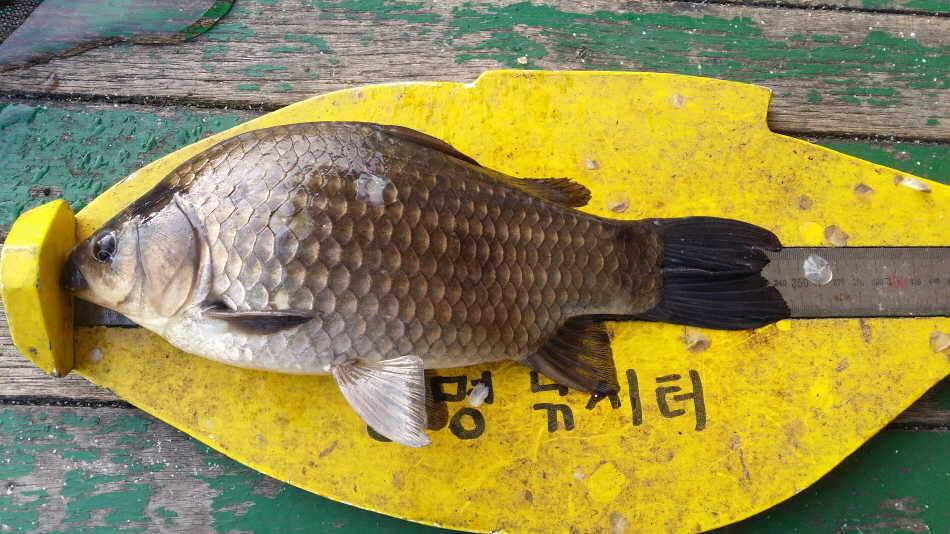 낚시터 정취에 취해 월척345cm (유료터정보 - 유료터점주조황)