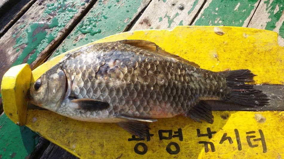 녹수에 노니는 붕어들월척335Cm31cm (유료터정보 - 유료터점주조황)