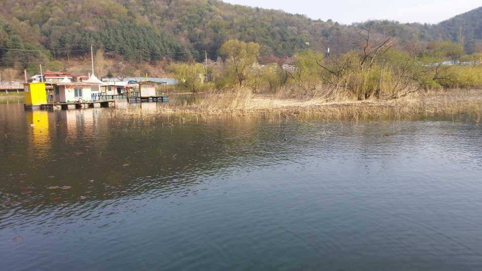 의암호 광명원일월척낚시터 정상영업합니다 (유료터정보 - 유료터점주조황)