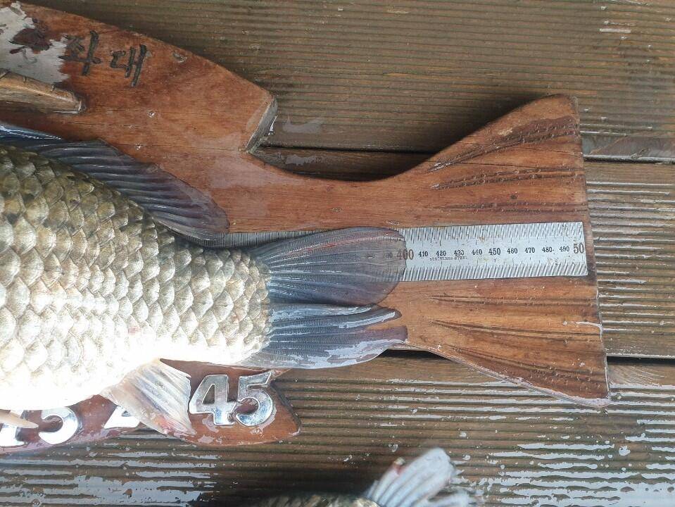 고삼지 상류권 사짜붕어 타작 (유료터정보 - 유료터점주조황)
