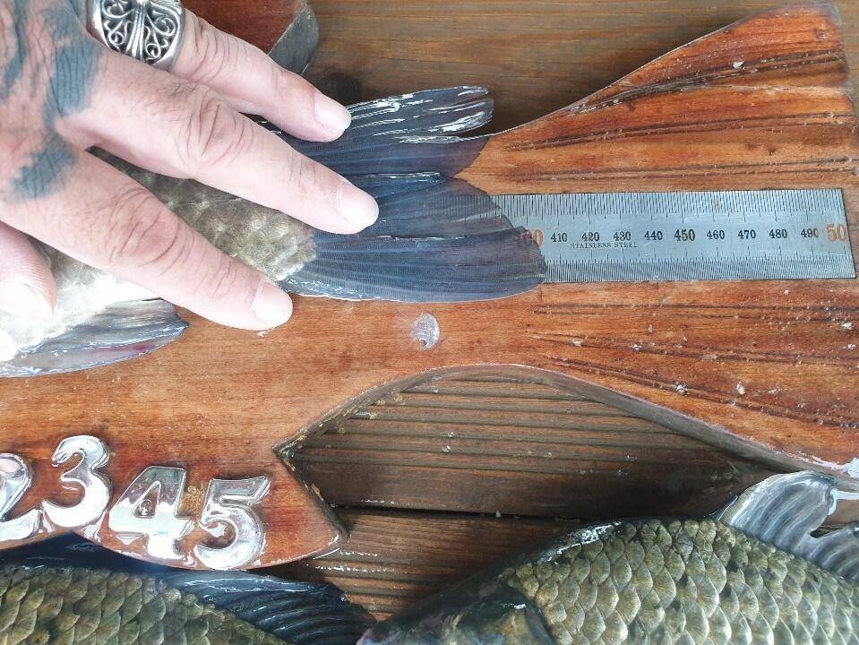 고삼지 상류권 사짜붕어 풍년 (유료터정보 - 유료터점주조황)