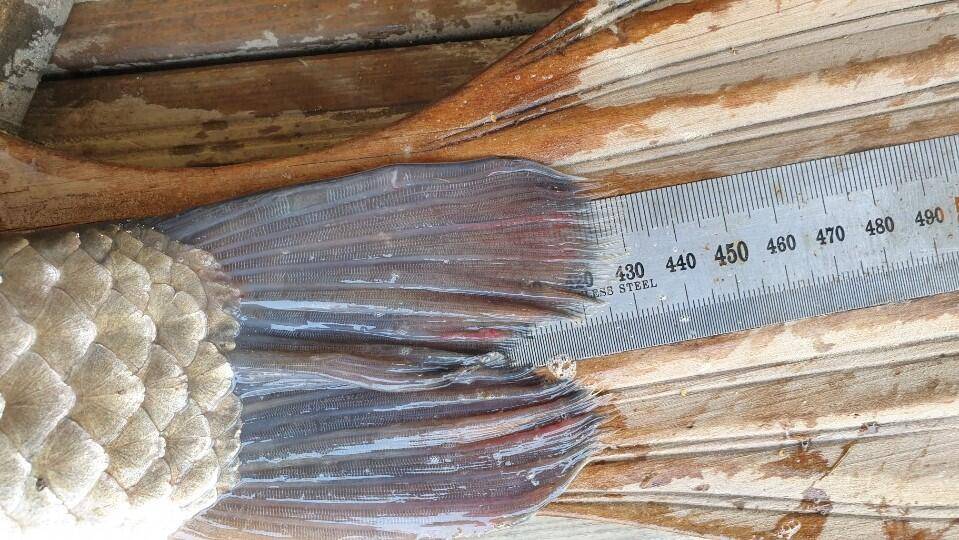 고삼지 상류권 덩어리 사짜 조황소식입니다 (유료터정보 - 유료터점주조황)