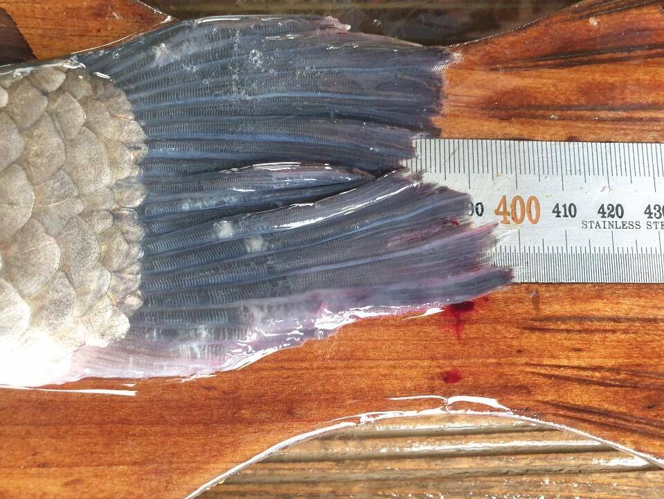 고삼지 상류권 사짜붕어 풍년 (유료터정보 - 유료터점주조황)