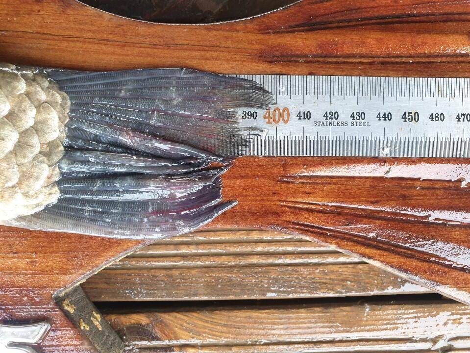 고삼지 상류권 사짜붕어 풍년 (유료터정보 - 유료터점주조황)