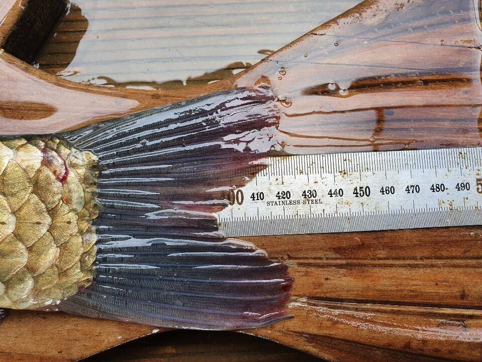 고삼지 최고의 상류권 포인트 사짜조황 (유료터정보 - 유료터점주조황)