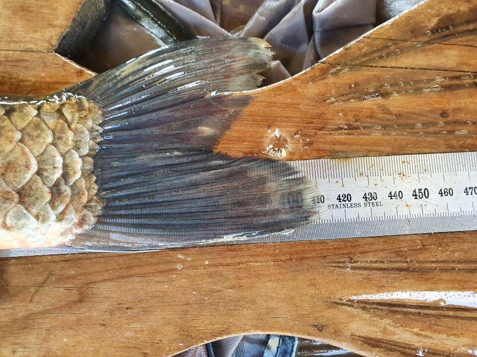 고삼지 상류권 사짜붕어 활발한 조황 (유료터정보 - 유료터점주조황)