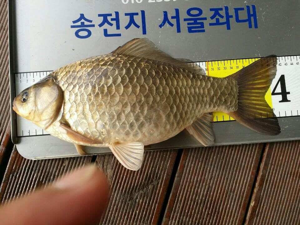 송전지서울집4월9일조황 (유료터정보 - 유료터점주조황)