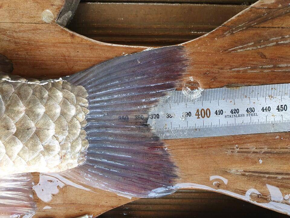 고삼지 상류권 최고의 가을낚시포인트 (유료터정보 - 유료터점주조황)