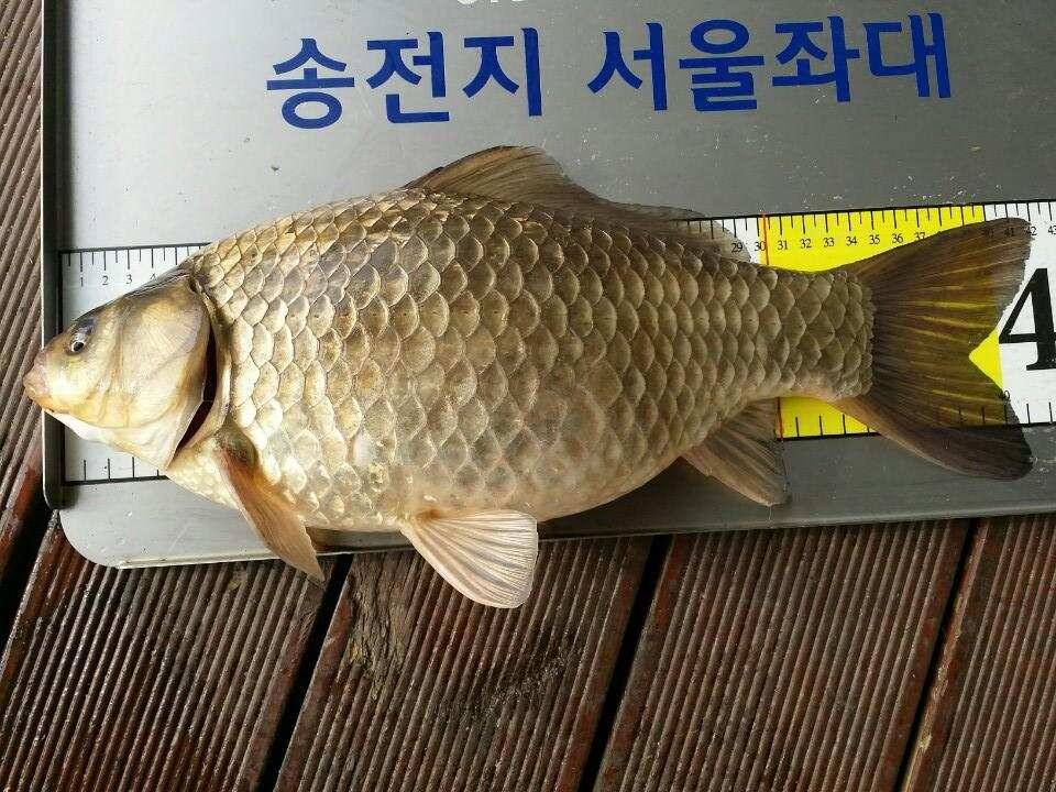 송전지서울집4월9일조황 (유료터정보 - 유료터점주조황)
