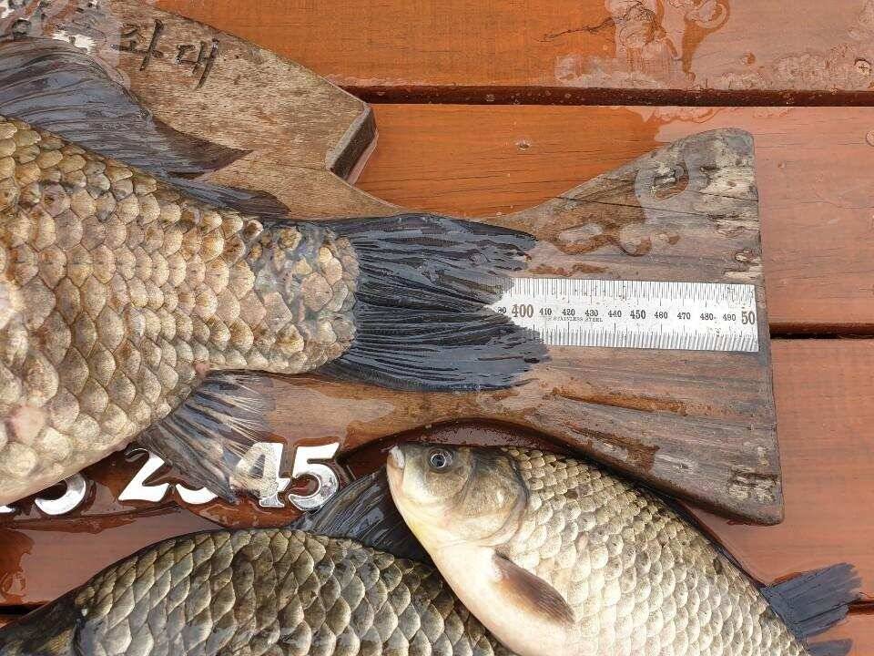 고삼지 덩어리 마리수 조황입니다 (유료터정보 - 유료터점주조황)