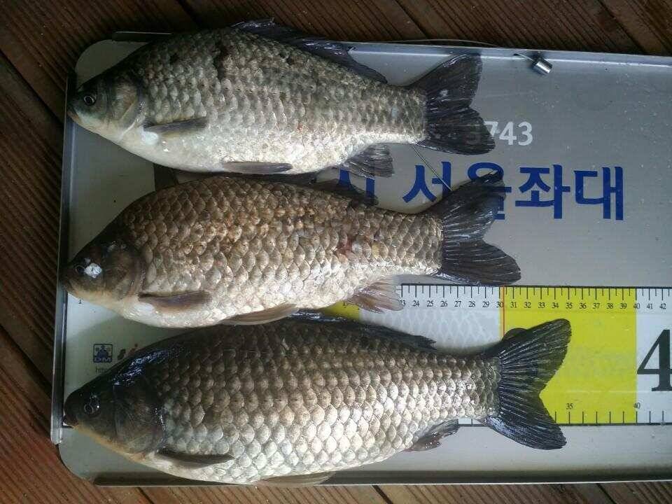 송전지서울좌대 2차산란중 (유료터정보 - 유료터점주조황)