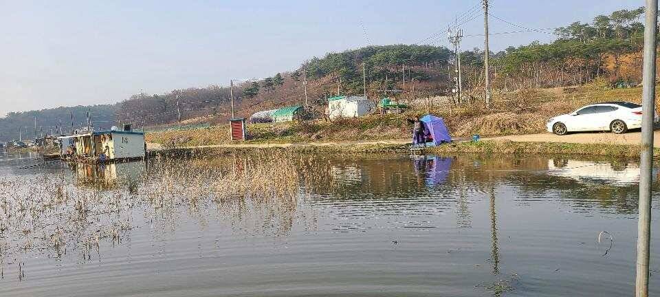 당진 가교리 낚시터 4월 7일 조황입니다 (유료터정보 - 유료터점주조황)