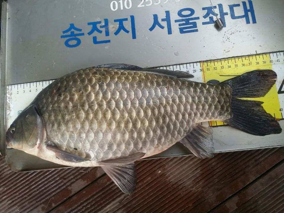 송전지서울좌대10월23일조황 (유료터정보 - 유료터점주조황)