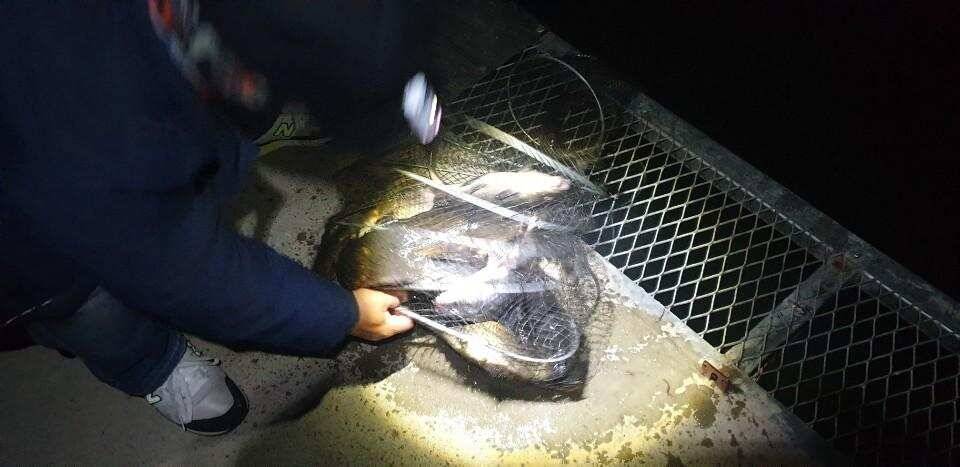 공주 고성낚시터 입니다 (유료터정보 - 유료터점주조황)