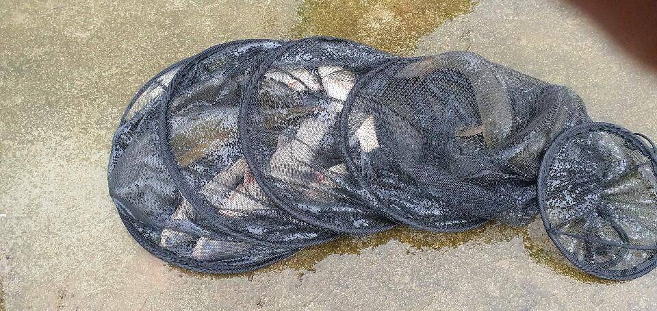공주 고성낚시터 입니다 (유료터정보 - 유료터점주조황)