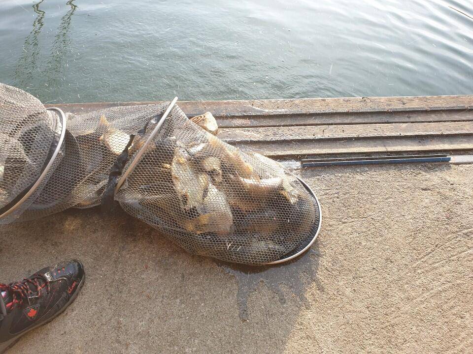 초가을시즌 양평 수곡낚시터 금요일 어제도 고른조황이며 금일 수입붕어 방류완료 (유료터정보 - 유료터점주조황)