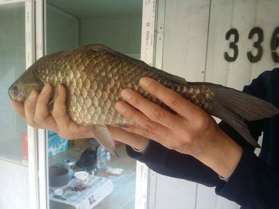 송전지서울집4월18일조황 (유료터정보 - 유료터점주조황)