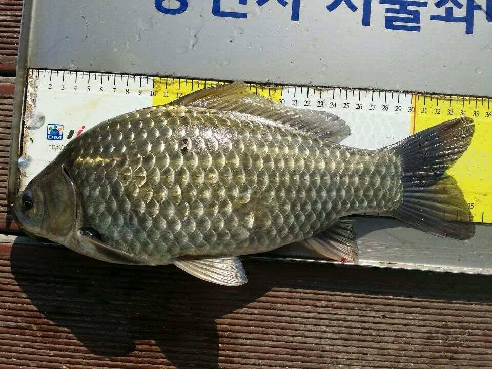 송전지서울좌대11월11일조황 (유료터정보 - 유료터점주조황)