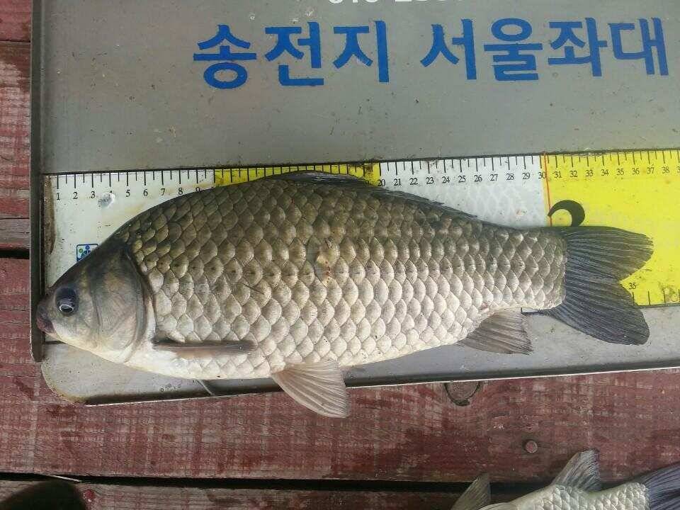 송전지의가을대물붕어들 (유료터정보 - 유료터점주조황)