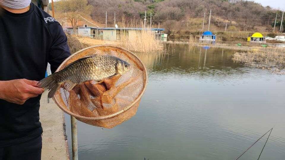 가교리 낚시터 3월 23일 조황입니다 (유료터정보 - 유료터점주조황)