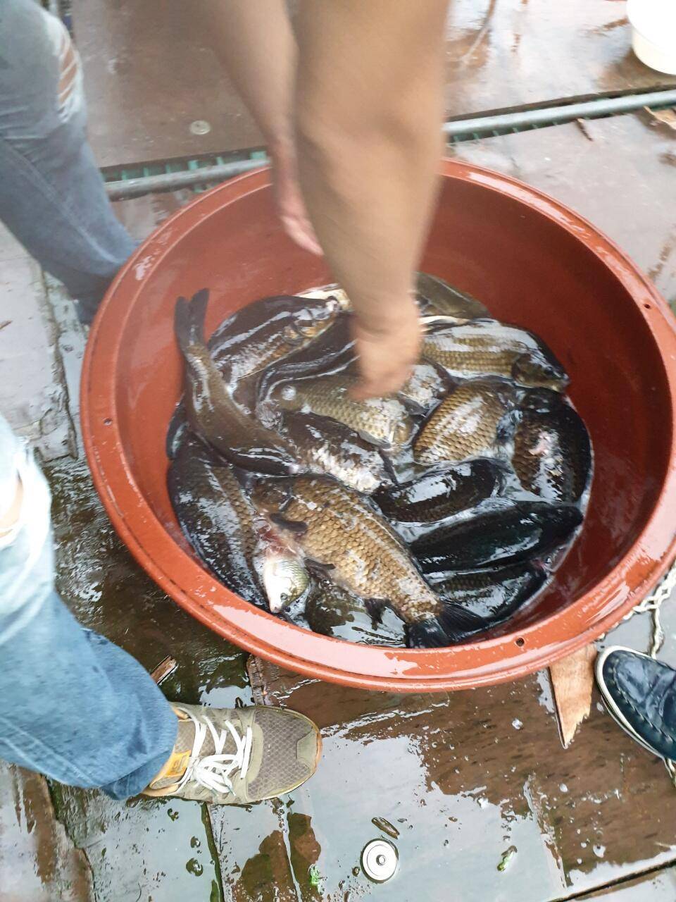 경주 동산낚시터붕어 전용잡이터지난주 조황 (유료터정보 - 유료터점주조황)