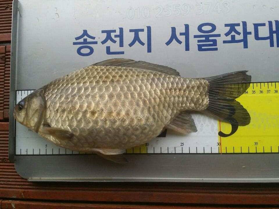 송전지서울좌대 2차산란중 (유료터정보 - 유료터점주조황)