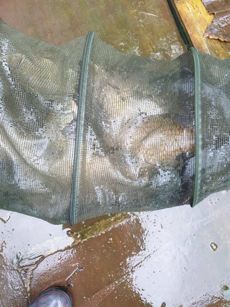 경주 동산낚시터붕어 전용잡이터지난주 조황 (유료터정보 - 유료터점주조황)