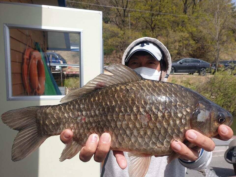 배수전 고삼지 최상류권 포인트에서 기록갱신 도전해보세요 (유료터정보 - 유료터점주조황)