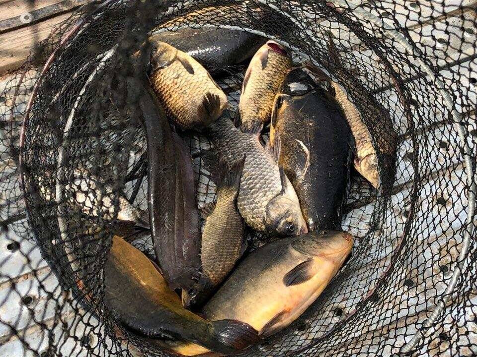 힐링 수곡낚시터 주초에도 고르게 조황이 나오며 오늘도 붕어방류 진행합니다 (유료터정보 - 유료터점주조황)