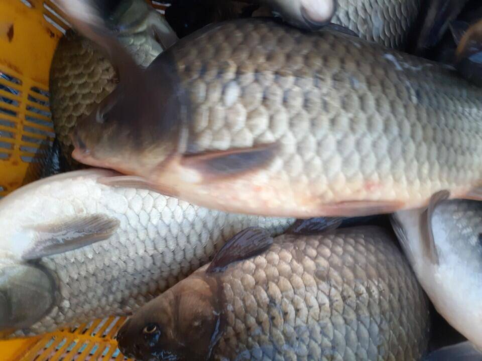 경주 동산낚시터 지난 조황 (유료터정보 - 유료터점주조황)