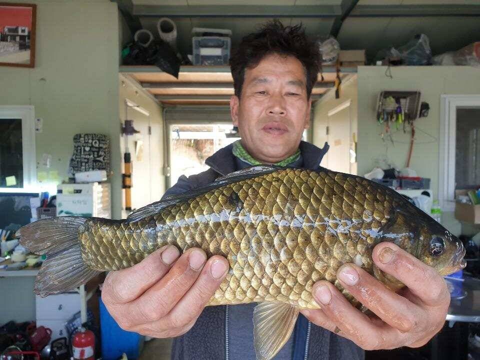 고삼지 배수안정권에 마리수 조황 (유료터정보 - 유료터점주조황)