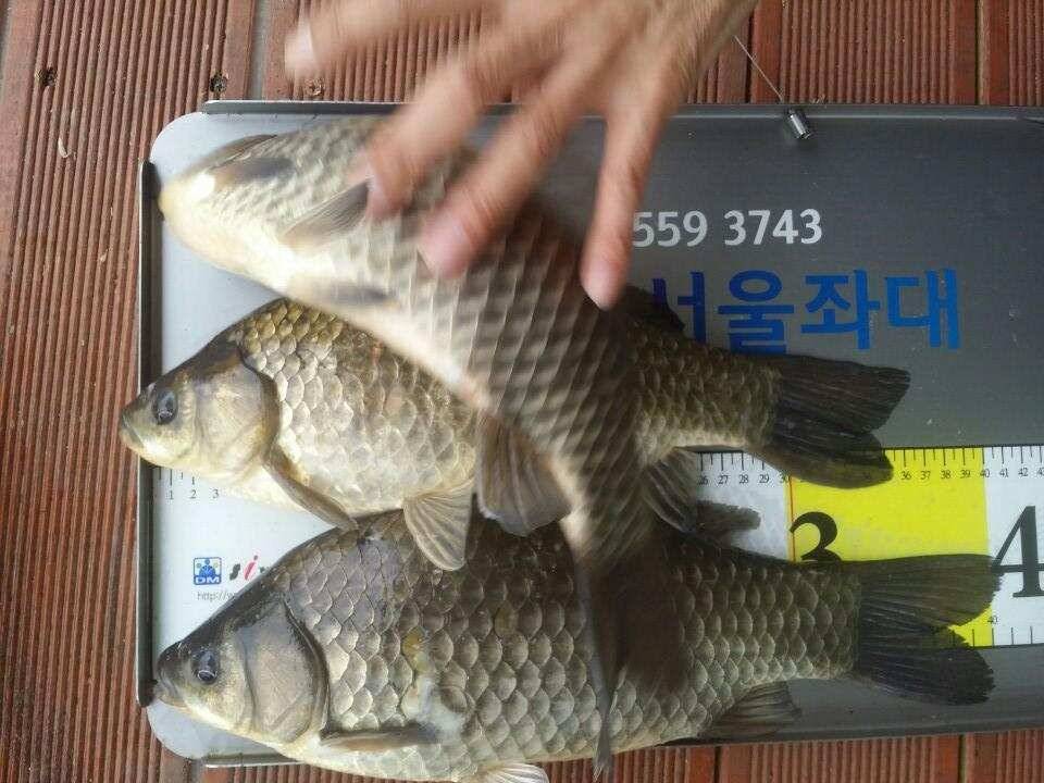 오늘도 4440허리급드로 손맛을 (유료터정보 - 유료터점주조황)